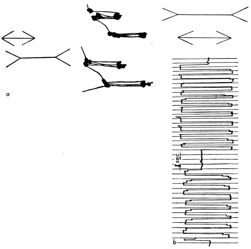 &ldquo;Optical illusion: both horizontal lines are of equal length. Records of eye movements accompanying comparison of length. a) On stationary photographic paper; b) made with photokymograph&rdquo; (Yarbus, 1967).